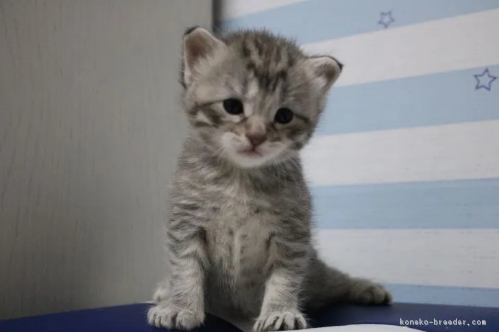 ID：1712-00960の子猫