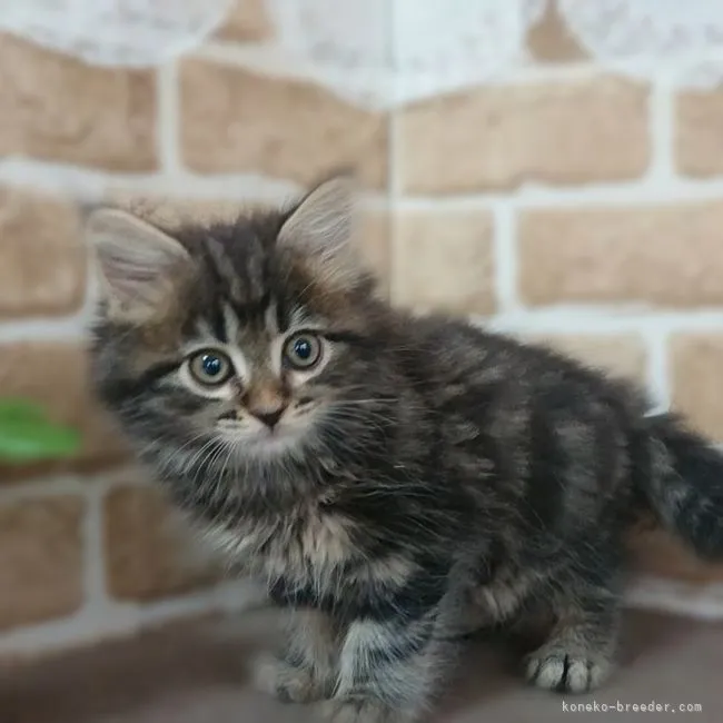 コウタ 様のお迎えした子猫