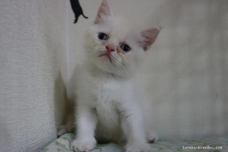 ID:1710-00229の子猫