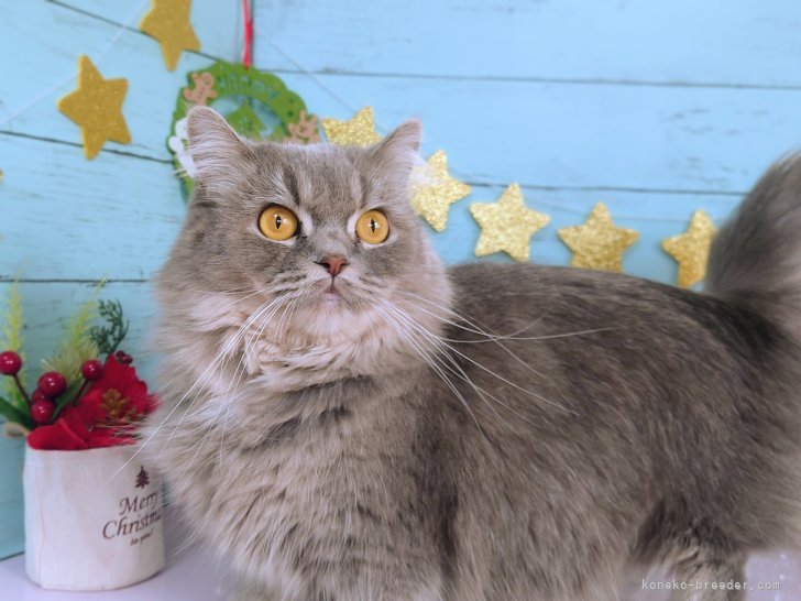 マンチカン【・女の子・2021年7月8日・ブルータビー&amp;ホワイト】