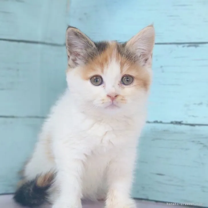 ID：2311-02209の子猫