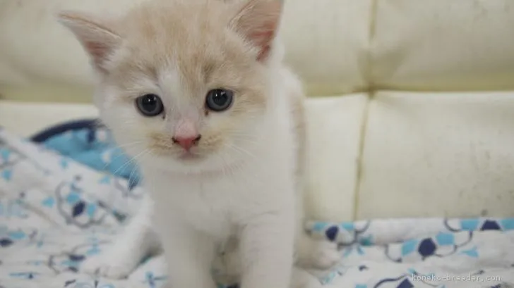 ID:1807-01522の子猫