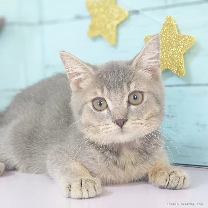 ID：2404-01535の子猫