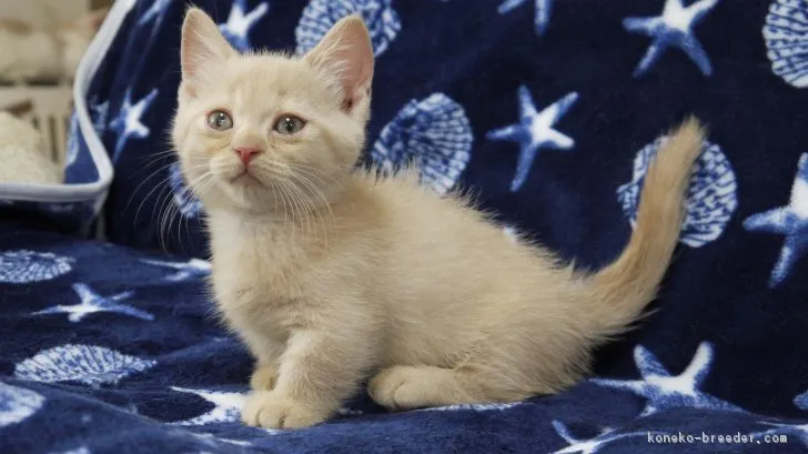 ID：1809-00627の子猫