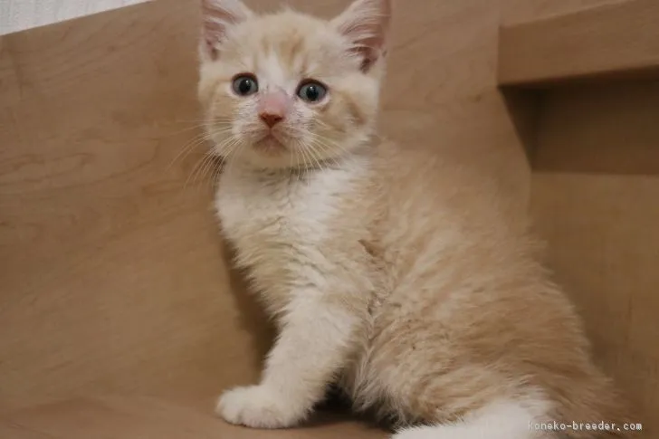 マンチカン【東京都・男の子・2017年6月28日・クリーム&amp;ホワイト】の写真1