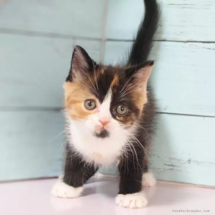 マンチカン(長足)【東京都・女の子・2023年10月30日・キャリコ】の写真1