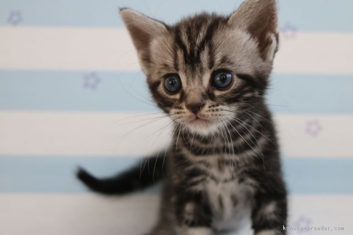 ID:1801-00172の子猫