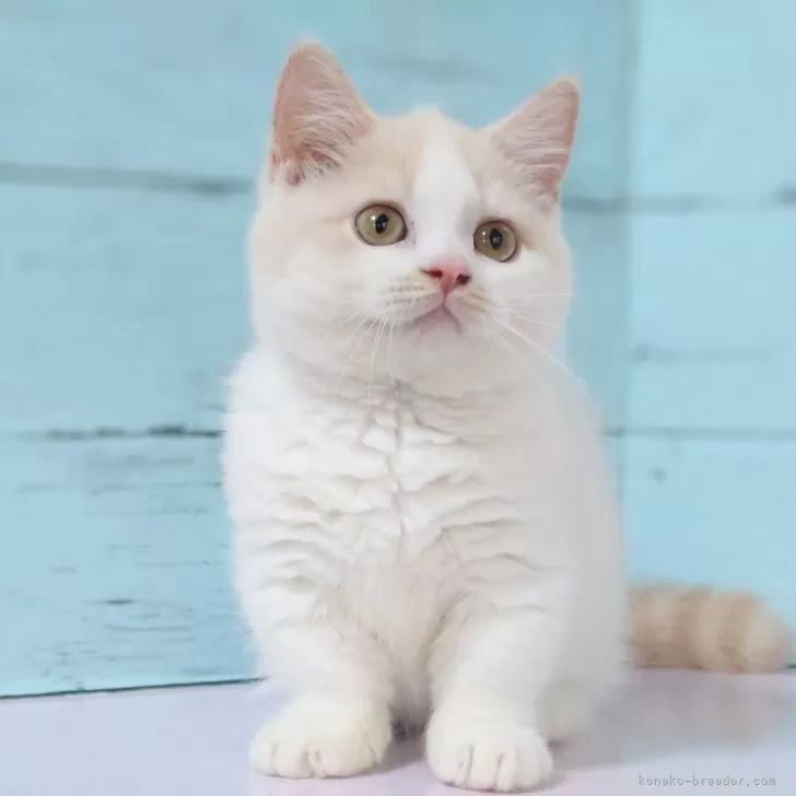 ID：2407-01440の子猫