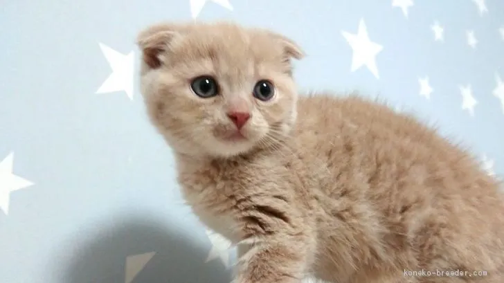 はまさん 様のお迎えした子猫