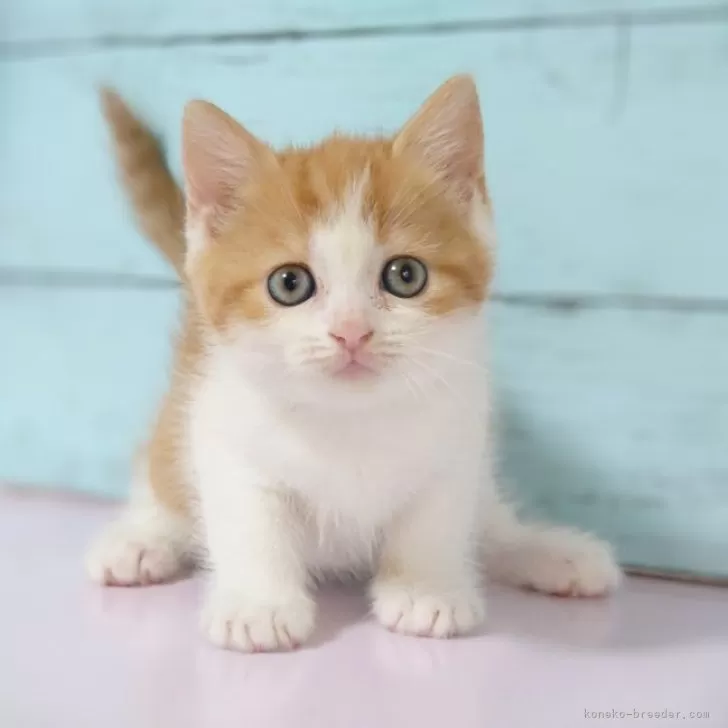 ID:2312-01624の子猫