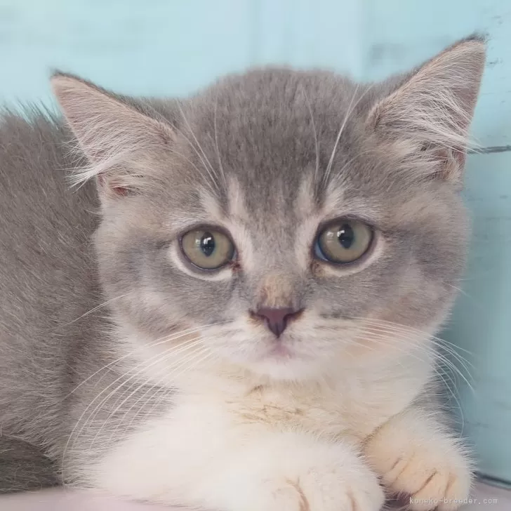 ID:2409-01600の子猫