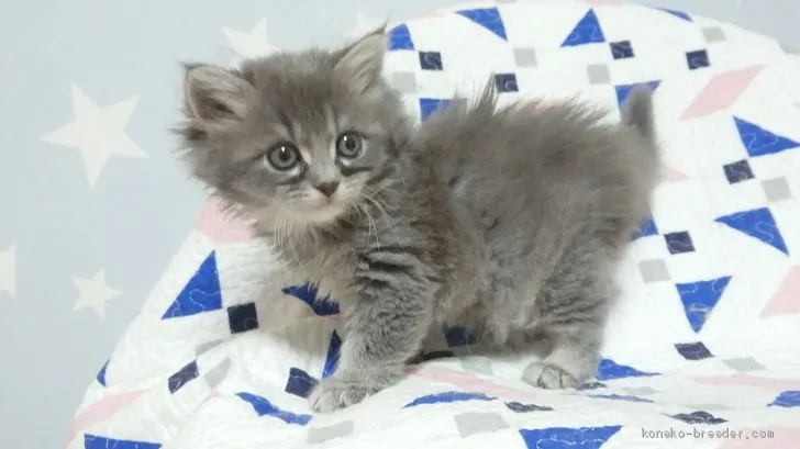 K.H 様のお迎えした子猫