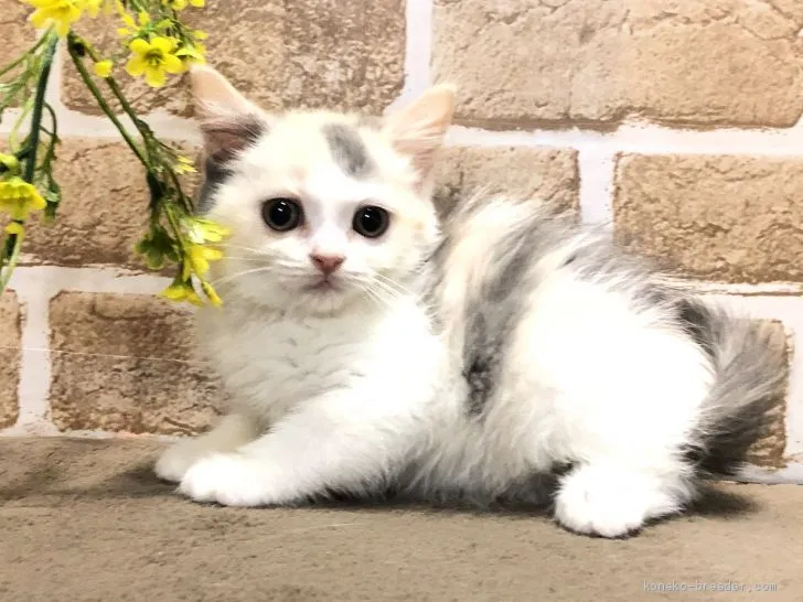前ちゃん 様のお迎えした子猫