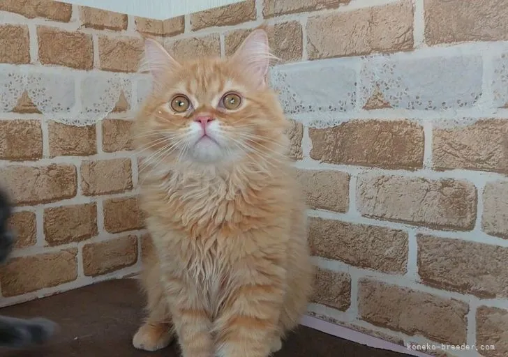 みっふぃー 様のお迎えした子猫