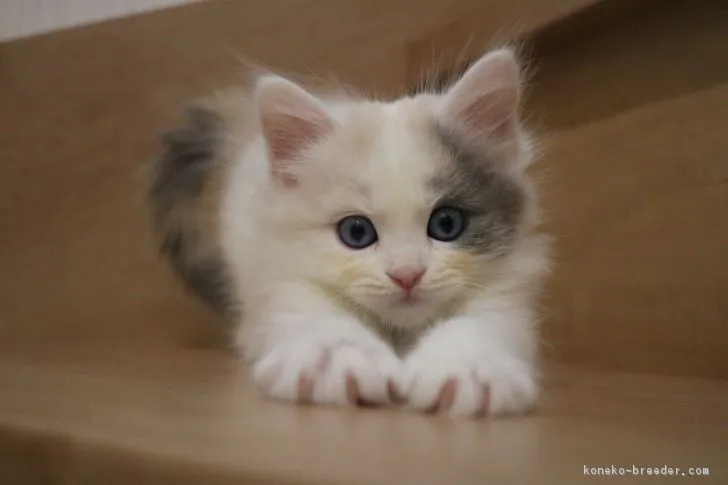 ID：1707-01048の子猫