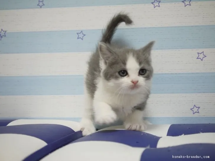 ID:1801-00734の子猫