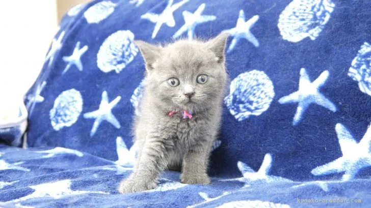 ID:1809-00628の子猫