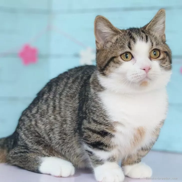 ID:2312-01628の子猫