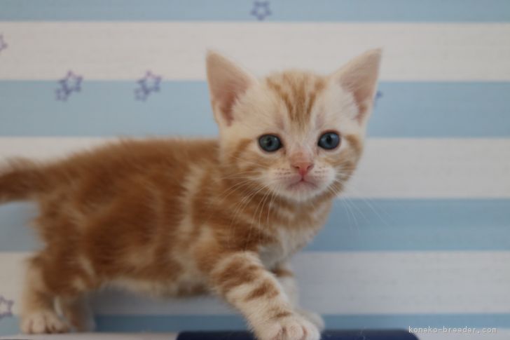 ID:1801-00173の子猫