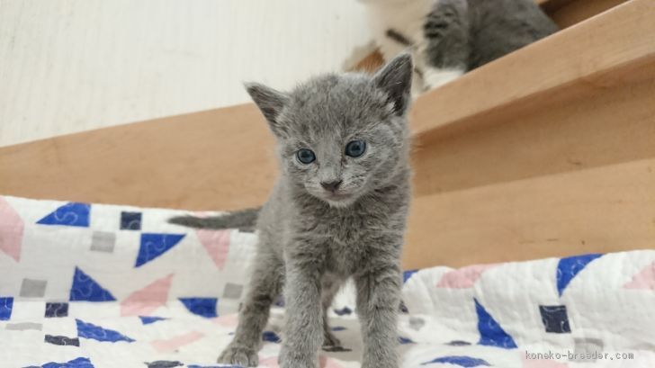 サンプルページ ロシアンブルー Ｍサイズ 植毛あり サンプルページ ロシアンブルー Mサイズ 植毛あり サンプルページ