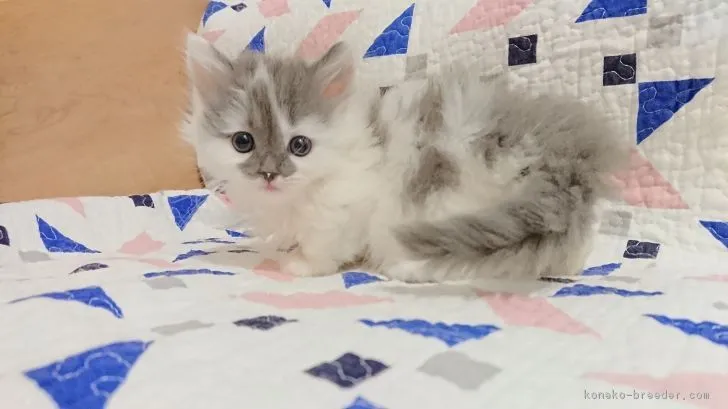 ID:1903-00302の子猫