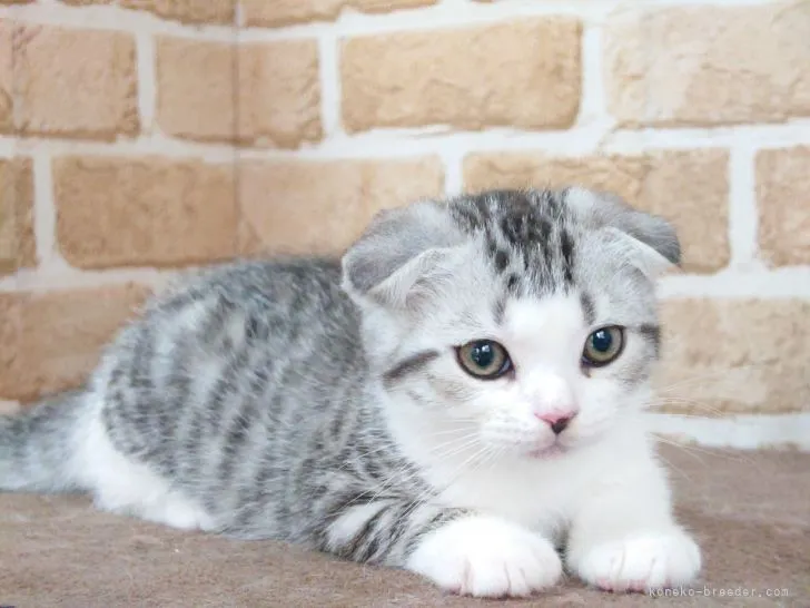 ID：2204-00232の子猫