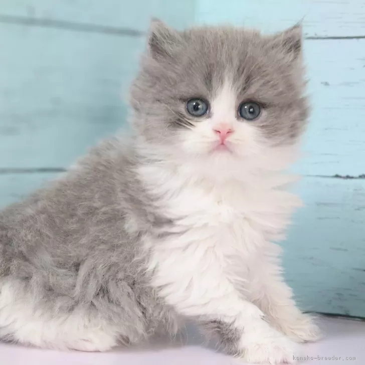 ID：2402-02134の子猫