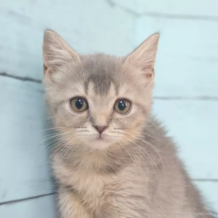 UK 様のお迎えした子猫