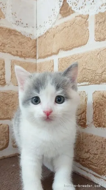 ウエリィ 様のお迎えした子猫