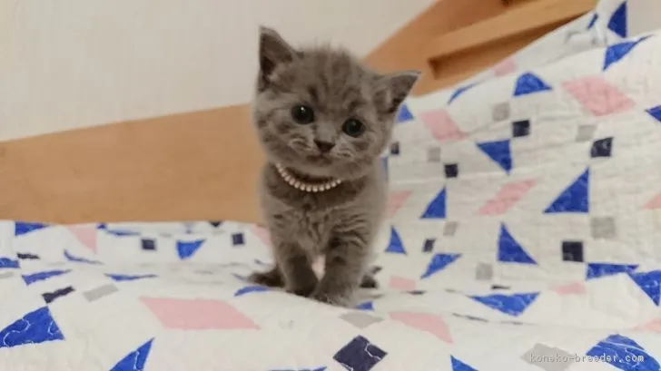 ID：1903-00968の子猫