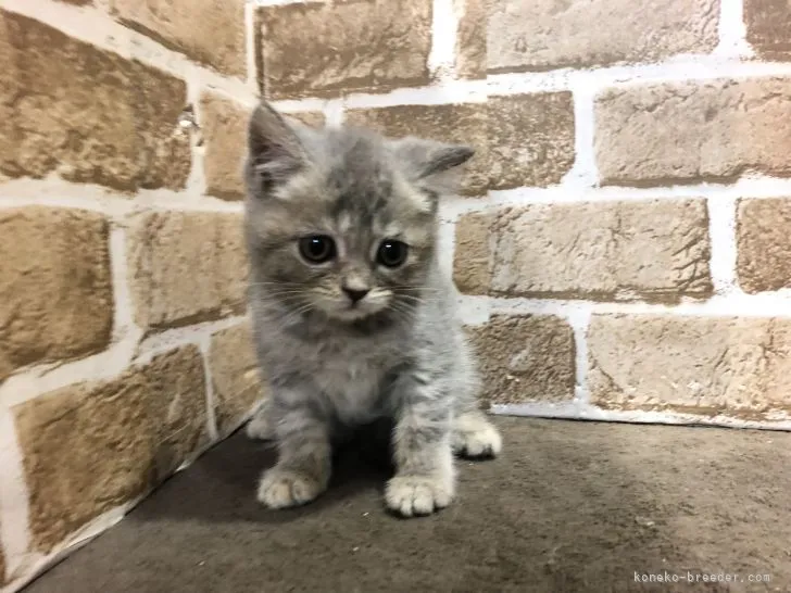 テテ 様のお迎えした子猫