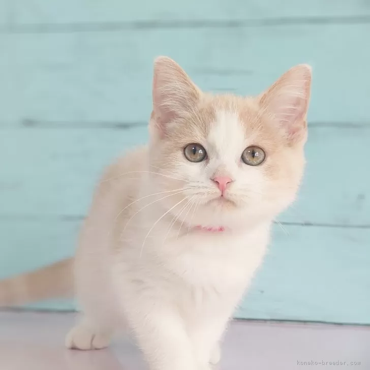 R.S 様のお迎えした子猫