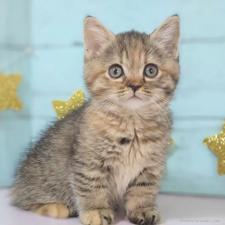 ID:2405-02404の子猫