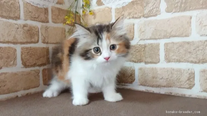 てんこ 様のお迎えした子猫