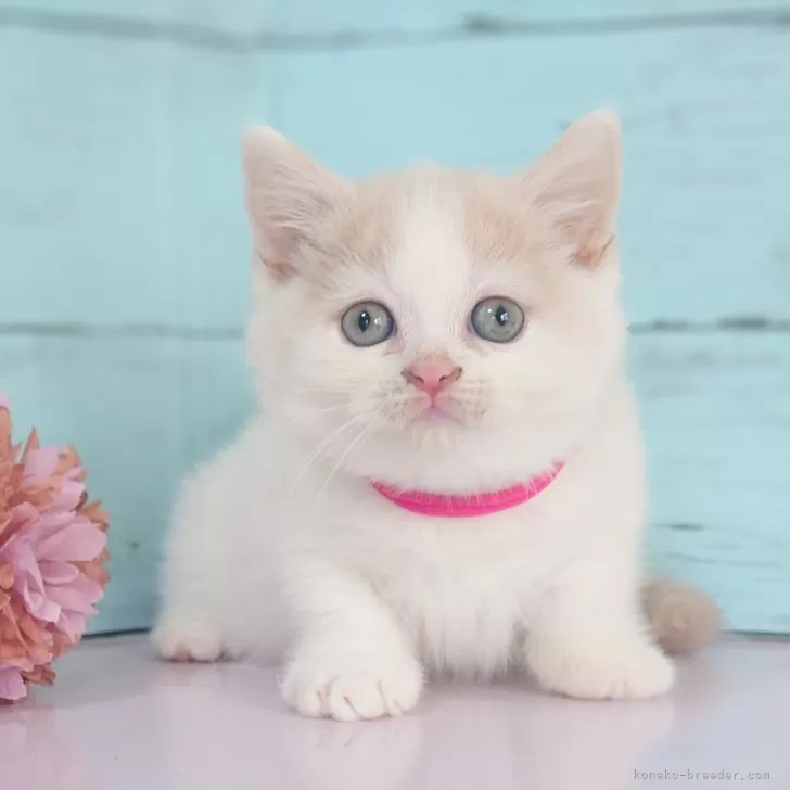 ID：2402-00913の子猫