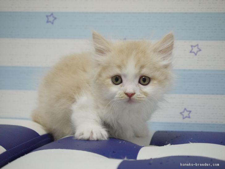 ID:1801-00175の子猫