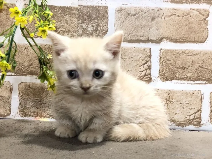 あっさー 様のお迎えした子猫