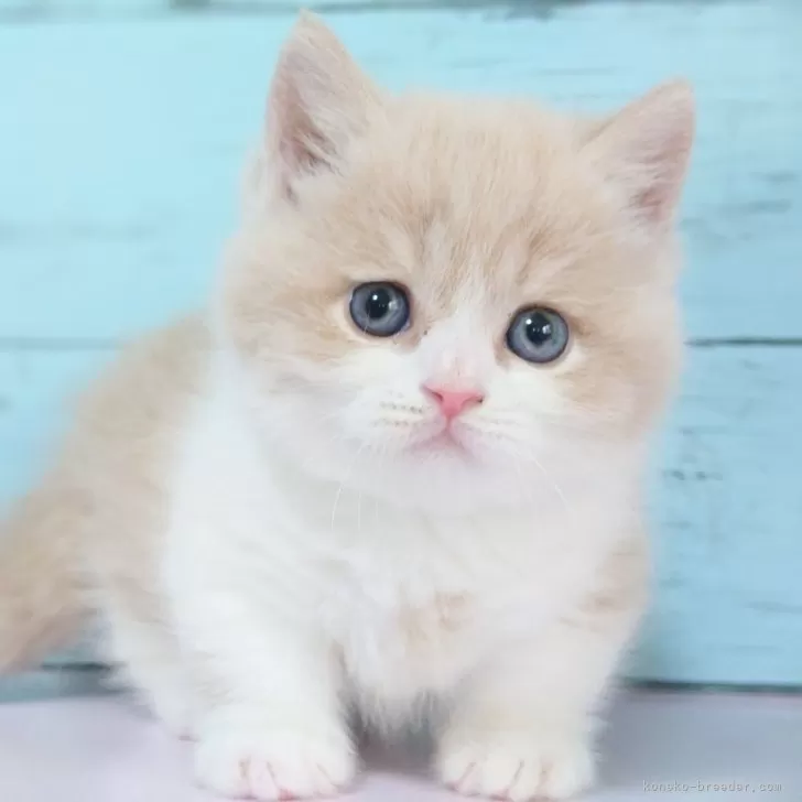 ID：2402-02136の子猫