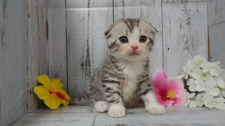 ID：2007-01263の子猫