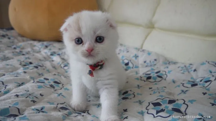 ID：1807-01434の子猫