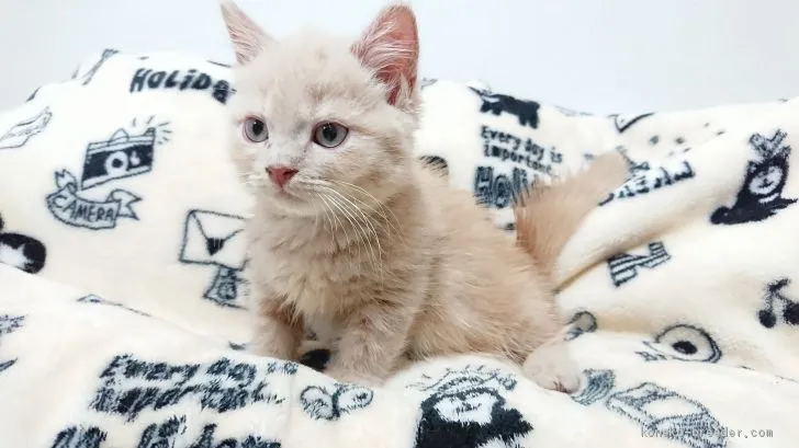 リン 様のお迎えした子猫