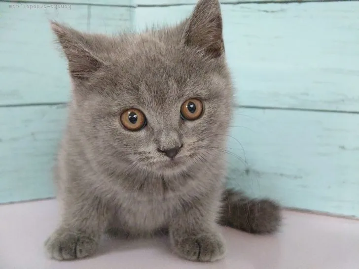 ID:2206-00677の子猫