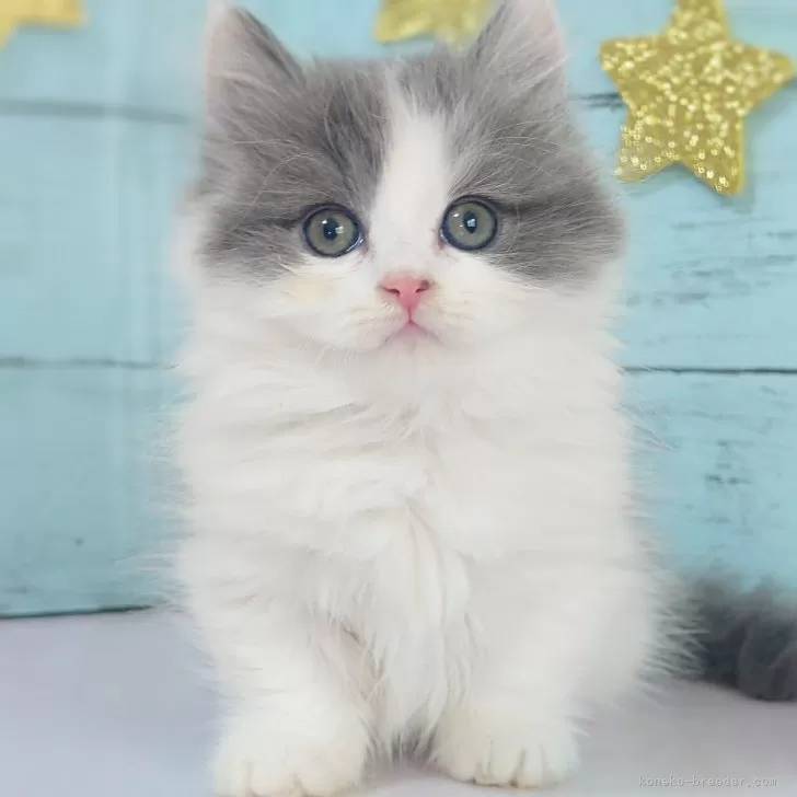 ID：2405-03114の子猫