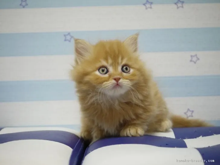 ID:1801-00731の子猫
