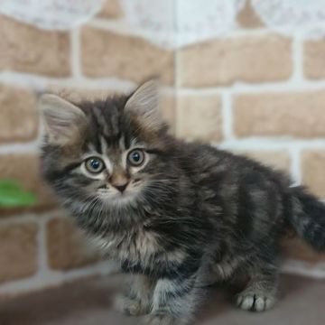 サイベリアン【東京都・男の子・2021年2月1日・ブラウンタビー】の写真「人懐こい男の子です❤️」