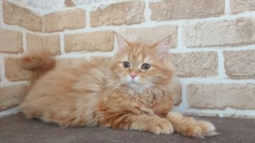 サイベリアン【東京都・女の子・2020年10月10日・レッドタビーホワイト】の写真「人懐こい女の子です💕💕」