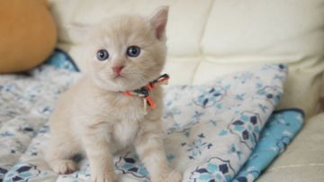 スコティッシュフォールド(立ち耳)【東京都・男の子・2018年6月27日・クリーム】の写真「立ち耳の男の子です💕」