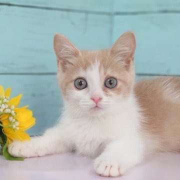 マンチカン【東京都・男の子・2023年4月6日・クリームタビー&ホワイト（ショート）】の写真「とても人懐っこい男の子です💕💕」