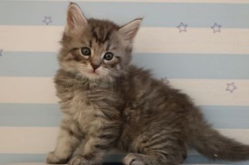 スコテッシュ×メインクーン【東京都・男の子・2017年12月7日・シルバータビー】の写真「おっとりセミロング男の子です🌸」