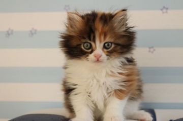 マンチカン【東京都・女の子・2017年12月5日・キャリコ（ロングヘアー）】の写真「ロングの長足の女の子です🌼」